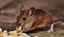 24 Hour & Emergency Exterminators in Rocklin, CA